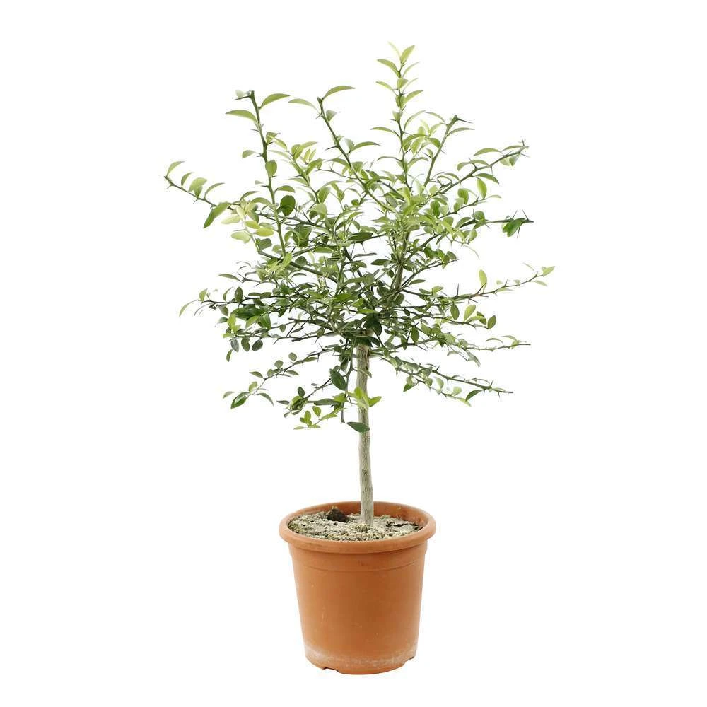 Citron Caviar : Fruits Rose C5L 4 Citron Caviar : Fruits Rose C5L – Image 2