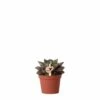 Echeveria Purpusorum - H9cm, ø6cm - Plante D'intérieur -Einhell Boutique 61abcf3b4f7cb40d