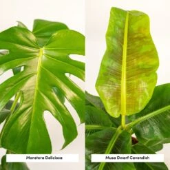 Delicious Monstera, Bananier Musa - Plantes D'intérieur -Einhell Boutique 6222b7b26ebb253f