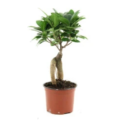 Ficus Ginseng : D.12, H.20/30cm