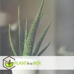 Set De 3 Aloë Vera - Pot ⌀12 Cm - H.20-30 Cm (hauteur Du Pot Incluse) -Einhell Boutique 628632b25d8728.70560661