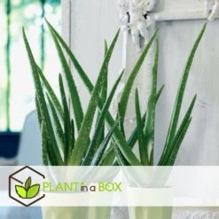 Set De 3 Aloë Vera - Pot ⌀12 Cm - H.20-30 Cm (hauteur Du Pot Incluse) -Einhell Boutique 628632b263b983.03284251