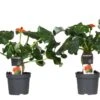 Set De 2 Jatropha Podagrica - Pot ⌀13cm - H.25-45cm (hauteur Pot Incluse) -Einhell Boutique 628632b349e042.18754134
