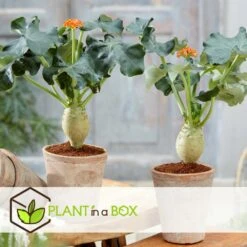 Set De 2 Jatropha Podagrica - Pot ⌀13cm - H.25-45cm (hauteur Pot Incluse) -Einhell Boutique 628632b34fdc44.40632517