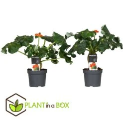 Set De 2 Jatropha Podagrica - Pot ⌀13cm - H.25-45cm (hauteur Pot Incluse) -Einhell Boutique 628632b35c9ad4.63811229