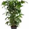 Caryota Mitis - Pot ⌀27 Cm - H. 120-130cm (hauteur Pot Incluse) -Einhell Boutique 628632b49c7b67.67025966