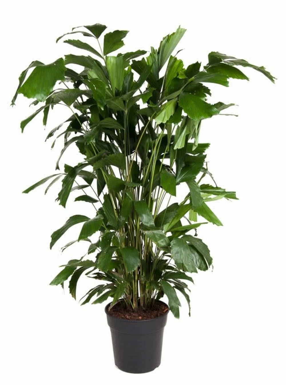 Caryota Mitis - Pot ⌀27 Cm - H. 120-130cm (hauteur Pot Incluse) 3 Caryota Mitis - Pot ⌀27 Cm - H. 120-130cm (hauteur Pot Incluse)