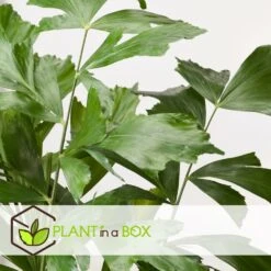 Caryota Mitis - Pot ⌀27 Cm - H. 120-130cm (hauteur Pot Incluse) 9 Caryota Mitis - Pot ⌀27 Cm - H. 120-130cm (hauteur Pot Incluse) -Einhell Boutique 628632b4a09989.02712162