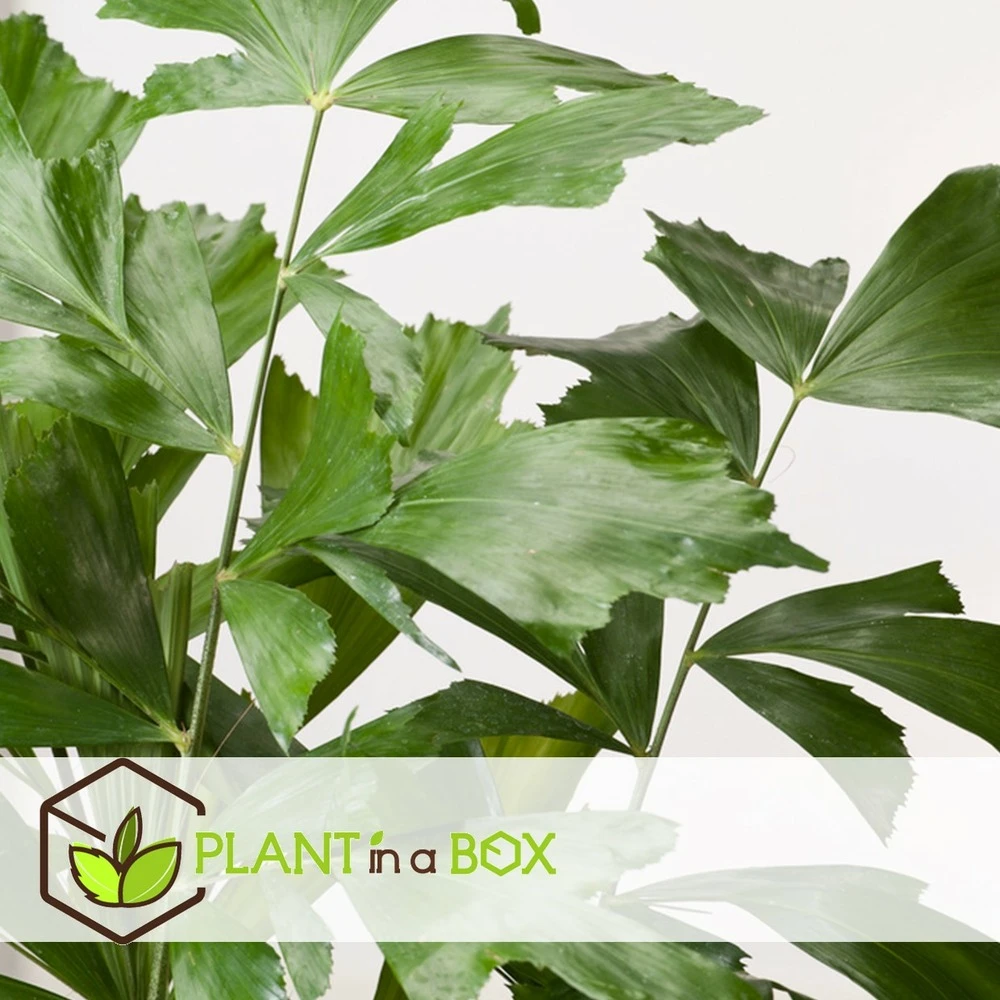 Caryota Mitis - Pot ⌀27 Cm - H. 120-130cm (hauteur Pot Incluse) 6 Caryota Mitis - Pot ⌀27 Cm - H. 120-130cm (hauteur Pot Incluse) – Image 4