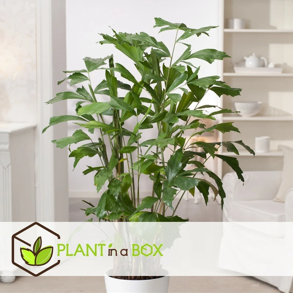 Caryota Mitis - Pot ⌀27 Cm - H. 120-130cm (hauteur Pot Incluse) 5 Caryota Mitis - Pot ⌀27 Cm - H. 120-130cm (hauteur Pot Incluse) – Image 3