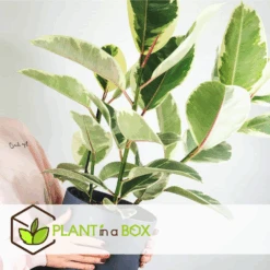 Ficus Elastica Tineke - Pot ⌀24cm - H.80-100cm (hauteur Pot Incluse) -Einhell Boutique 628632b95950e8.89576887