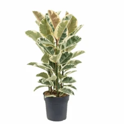 Ficus Elastica Tineke - Pot ⌀24cm - H.80-100cm (hauteur Pot Incluse)