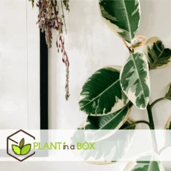 Ficus Elastica Tineke - Pot ⌀24cm - H.80-100cm (hauteur Pot Incluse) -Einhell Boutique 628632b9988080.85837327