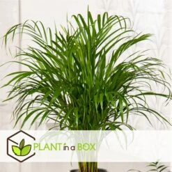 Palmier Areca - Pot ⌀27 Cm - H. 140-150cm (hauteur Pot Incluse) -Einhell Boutique 628632bc4c2cc9.44668380