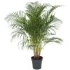 Palmier Areca - Pot ⌀27 Cm - H. 140-150cm (hauteur Pot Incluse) -Einhell Boutique 628632bc53a7a1.13752278