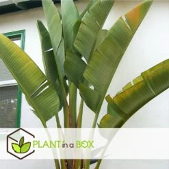 Strelitzia Nicolai - Pot ⌀28 Cm - H. 150-170cm (hauteur Pot Incluse) -Einhell Boutique 6286357f8ceb16.17021121