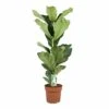 Ficus Lyrata - Pot ⌀21cm - H.90-110cm (hauteur Pot Incluse) -Einhell Boutique 628bcf28143460.13674956
