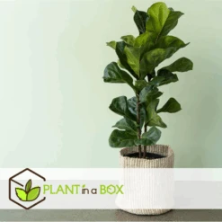 Ficus Lyrata - Pot ⌀21cm - H.90-110cm (hauteur Pot Incluse) -Einhell Boutique 628bcf2818b6e1.54634817