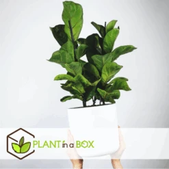 Ficus Lyrata - Pot ⌀21cm - H.90-110cm (hauteur Pot Incluse) -Einhell Boutique 628bcf282ed869.06342210