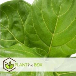 Ficus Lyrata - Pot ⌀21cm - H.90-110cm (hauteur Pot Incluse) -Einhell Boutique 628bcf284a0206.87213176