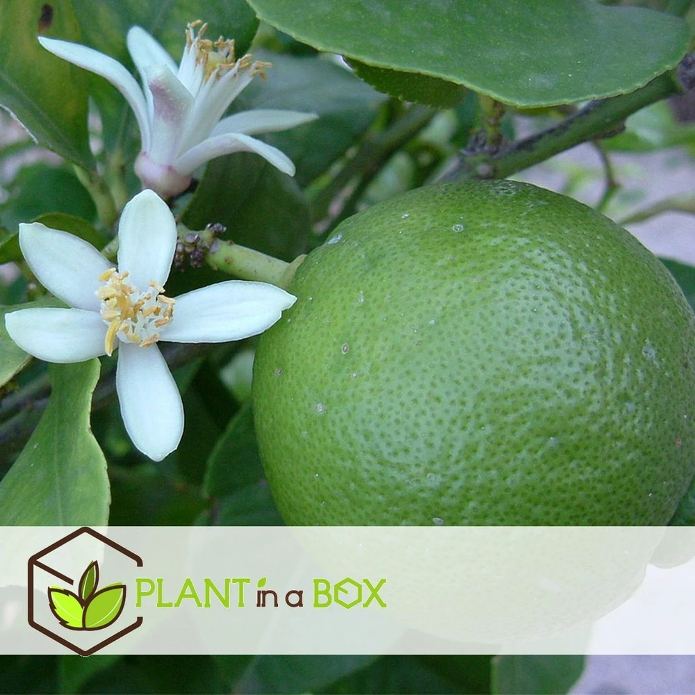 Set De 3 Citrus Lime - Pot ⌀9cm - H.25-40cm (hauteur Pot Incluse) 4 Set De 3 Citrus Lime - Pot ⌀9cm - H.25-40cm (hauteur Pot Incluse) – Image 2