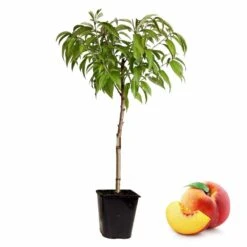 Arbre Fuitier - Pêcher - Pot ⌀15cm - H.60-70cm (hauteur Pot Incluse)