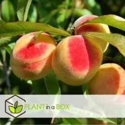 Arbre Fuitier - Pêcher - Pot ⌀15cm - H.60-70cm (hauteur Pot Incluse) -Einhell Boutique 628c216e0017c8.97624303