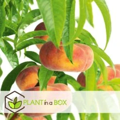 Pêcher De Vigne - Pot ⌀15cm - H.60-70cm (hauteur Pot Incluse) -Einhell Boutique 628c216ed6d8f1.92904052