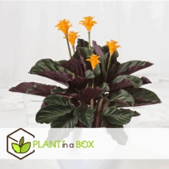 Calathea Crocata Tassmania - Pot ⌀14cm - H.40-50cm (hauteur Pot Incluse) -Einhell Boutique 6319dcdb341ff6.87274987