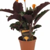 Calathea Crocata Tassmania - Pot ⌀14cm - H.40-50cm (hauteur Pot Incluse) -Einhell Boutique 6319dcdb48cca6.33221377