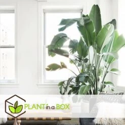 Strelitzia Nicolai Dans Panier- Pot ⌀17cm - H.55-70cm (hauteur Pot Incluse) -Einhell Boutique 631a34c70b7492.89645456