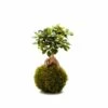 Kokedama Ginseng -Einhell Boutique 632da3895477b6.87494893