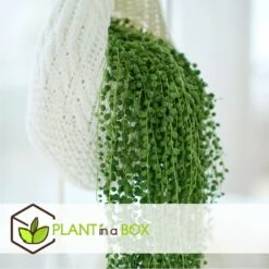 Senecio Rowleyanus - Pot ⌀12cm - H10-20cm (hauteur Pot Incluse) -Einhell Boutique 634f95fc5b6689.16972915