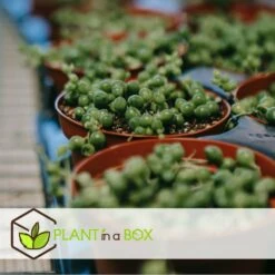 Senecio Rowleyanus - Pot ⌀12cm - H10-20cm (hauteur Pot Incluse) -Einhell Boutique 634f95fc72f312.77803963