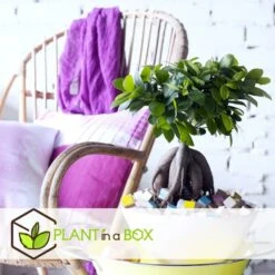 Bonsaï Ficus Ginseng - Pot ⌀12 Cm - H.30-40cm (hauteur Pot Incluse) -Einhell Boutique 635c1fb09d9b76.12520530