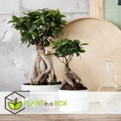 Bonsaï Ficus Ginseng - Pot ⌀12 Cm - H.30-40cm (hauteur Pot Incluse) -Einhell Boutique 635c1fb0b27d13.15474787