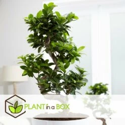 Set De 2 Bonsaï Ficus Ginseng - Pot ⌀12 Cm - H.30-40cm (hauteur Pot Incluse) -Einhell Boutique 635c1fb1a059e1.60619951