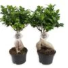 Set De 2 Bonsaï Ficus Ginseng - Pot ⌀12 Cm - H.30-40cm (hauteur Pot Incluse) 2 Set De 2 Bonsaï Ficus Ginseng - Pot ⌀12 Cm - H.30-40cm (hauteur Pot Incluse) -Einhell Boutique 635c1fb1bc7e74.46290023