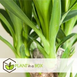 Set De 3 Mini Palmiers D'intérieur - Pot ⌀12cm - H25-40cm (hauteur Pot Incluse) -Einhell Boutique 63640c4055cf66.24697889