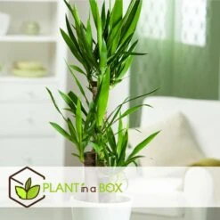 Set De 3 Mini Palmiers D'intérieur - Pot ⌀12cm - H25-40cm (hauteur Pot Incluse) -Einhell Boutique 63640c405b5bc5.95212273