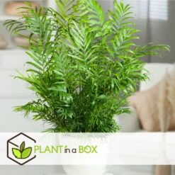 Set De 3 Mini Palmiers D'intérieur - Pot ⌀12cm - H25-40cm (hauteur Pot Incluse) -Einhell Boutique 63640c40636702.22798417