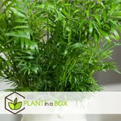 Set De 3 Mini Palmiers D'intérieur - Pot ⌀12cm - H25-40cm (hauteur Pot Incluse) -Einhell Boutique 63640c40674ce3.04998153