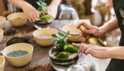 Plante D'intérieur - Fougère De Boston 30cm -Einhell Boutique 6377dd928f5f31.21207081