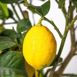 Citrus Limon - Citronnier - Arbre Fruitier - Persistant - ⌀19 Cm - ↕60-70 Cm -Einhell Boutique 63eb91225a4171.66117877