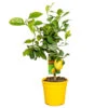 Citrus Limon - Citronnier - Arbre Fruitier - Persistant - ⌀19 Cm - ↕60-70 Cm -Einhell Boutique 63eb912262b5e2.78878530