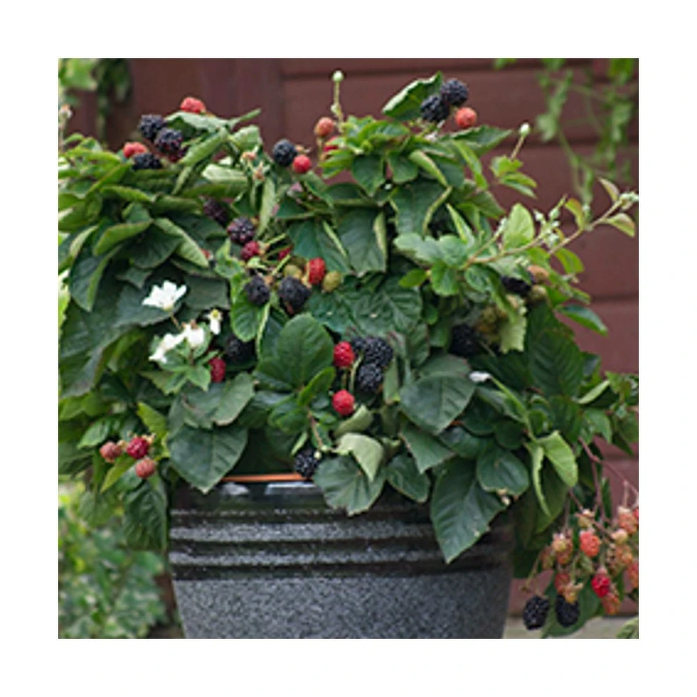 Mûre Fruticosus Purple Opal®/godet - 5/10 Cm 3 Mûre Fruticosus Purple Opal®/godet - 5/10 Cm