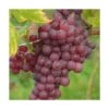 Vigne Vinifera Chasselas Rosé/pot De 3l - 60/120 Cm -Einhell Boutique 63ed2c50e201d3.33571368