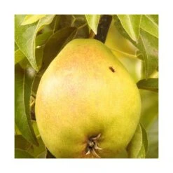 Poirier Communis Bon Chretien William/pot De 10l - Gobelet 2 Ans 8 Poirier Communis Bon Chretien William/pot De 10l - Gobelet 2 Ans -Einhell Boutique 63f4d1ec05cf22.90653579