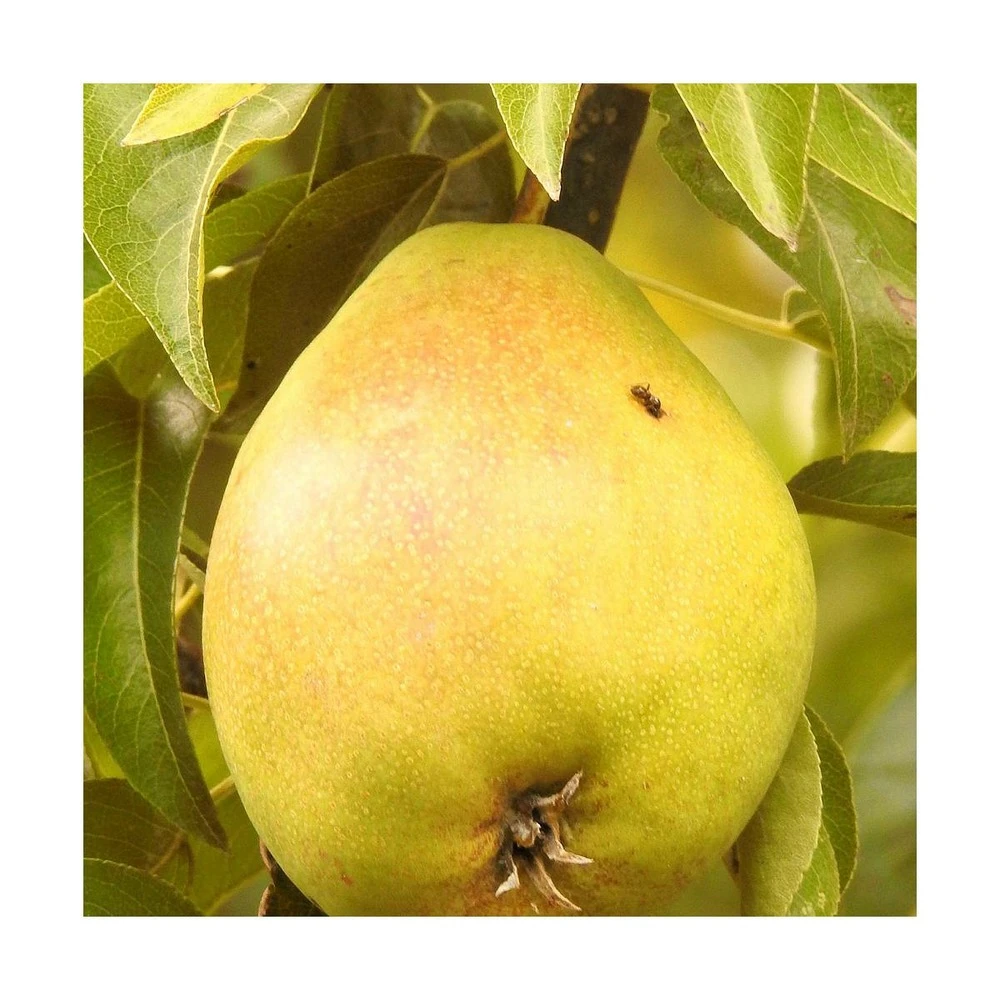 Poirier Communis Bon Chretien William/pot De 10l - Gobelet 2 Ans 4 Poirier Communis Bon Chretien William/pot De 10l - Gobelet 2 Ans – Image 2