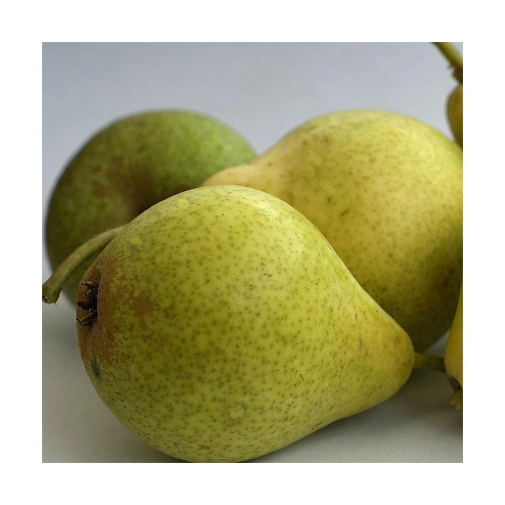 Poirier Communis Bon Chretien William/pot De 10l - Gobelet 2 Ans 5 Poirier Communis Bon Chretien William/pot De 10l - Gobelet 2 Ans – Image 3